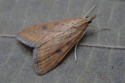 <i>Udea ferrugalis</i>