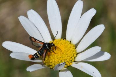 <i>Pyropteron chrysidiforme</i>