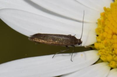 <i>Glyphipterix fuscoviridella</i>