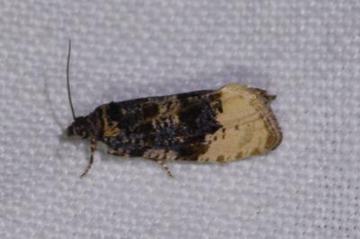 <i>Hedya ochroleucana</i>
