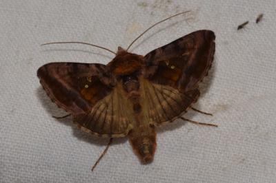 <i>Autographa jota</i>