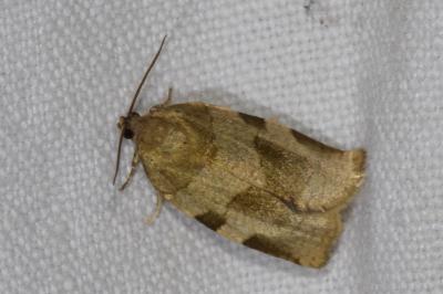 <i>Choristoneura hebenstreitella</i>