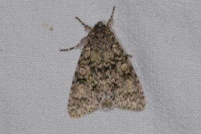 <i>Acronicta megacephala</i>