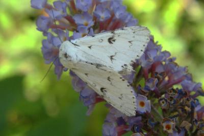<i>Acronicta leporina</i>