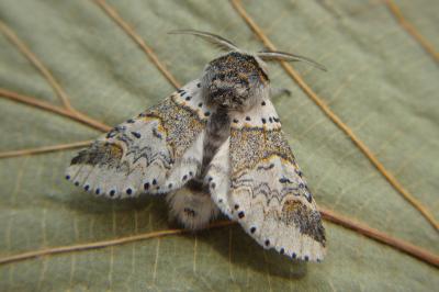 <i>Furcula furcula</i>