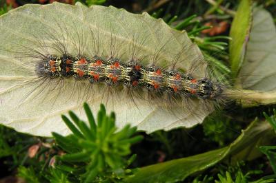 <i>Lithosia quadra</i>