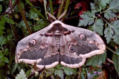 <i>Saturnia pyri</i>