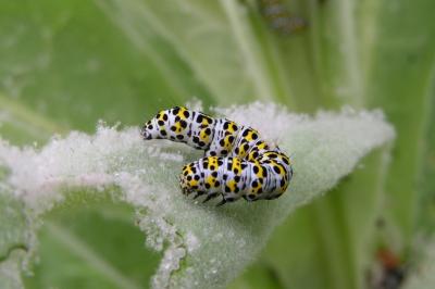 <i>Cucullia verbasci</i>