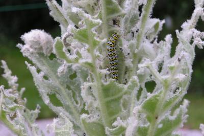 <i>Cucullia verbasci</i>
