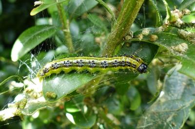 <i>Cydalima perspectalis</i>