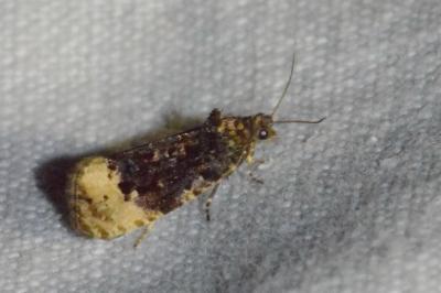 <i>Hedya ochroleucana</i>