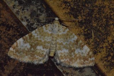<i>Perizoma flavofasciata</i>