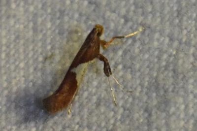 <i>Caloptilia stigmatella</i>