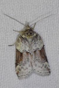 <i>Nycteola siculana</i>