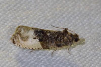 <i>Hedya nubiferana</i>