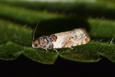 <i>Gypsonoma dealbana</i>