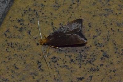 <i>Eurodachtha pallicornella</i>