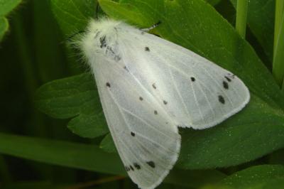 <i>Diaphora mendica</i>
