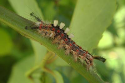 <i>Orgyia antiqua</i>