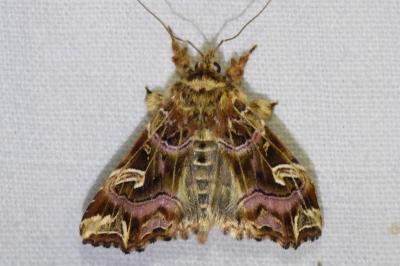 <i>Callopistria juventina</i>