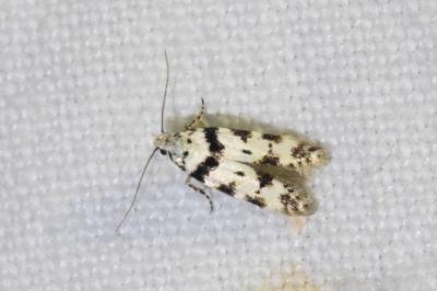 <i>Pseudotelphusa scalella</i>