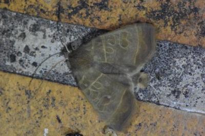 <i>Ipimorpha subtusa</i>
