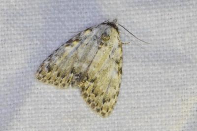 <i>Meganola strigula</i>