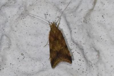 <i>Brachmia blandella</i>