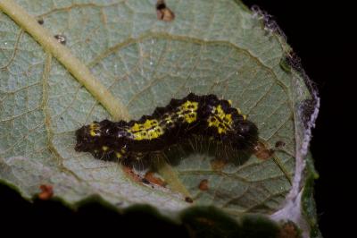 <i>Clostera pigra</i>
