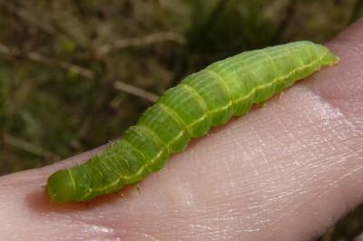 <i>Plusia festucae</i>