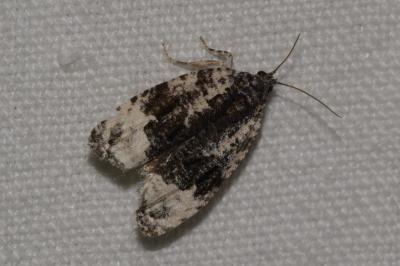 <i>Apotomis turbidana</i>
