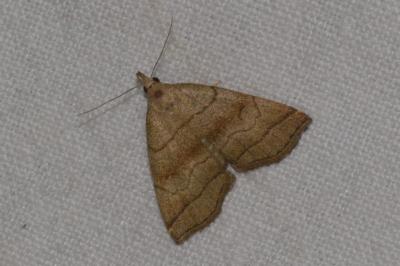 <i>Herminia tarsicrinalis</i>