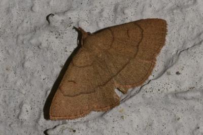 <i>Paracolax tristalis</i>