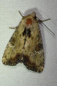 <i>Apamea scolopacina</i>