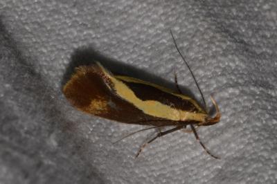 <i>Harpella forficella</i>