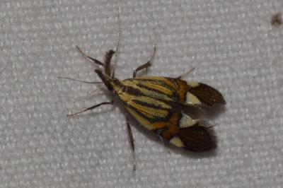 <i>Alabonia geoffrella</i>