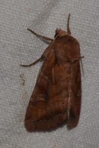 <i>Lacanobia splendens</i>
