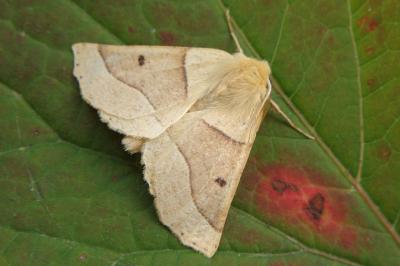 <i>Crocallis elinguaria</i>