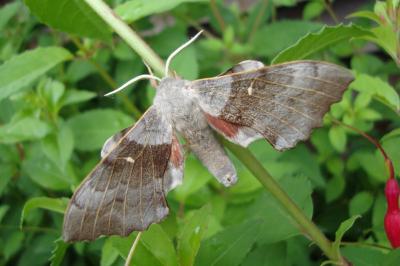 <i>Laothoe populi</i>