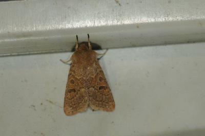 <i>Orthosia miniosa</i>