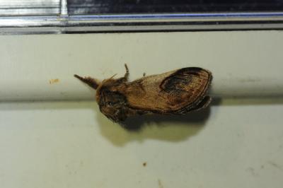 <i>Notodonta ziczac</i>