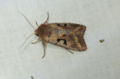 <i>Orthosia gothica</i>