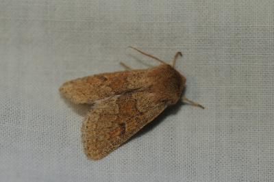 <i>Orthosia miniosa</i>