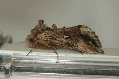 <i>Autographa gamma</i>