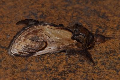 <i>Notodonta ziczac</i>