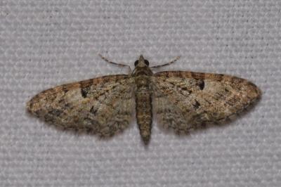 <i>Eupithecia dodoneata</i>