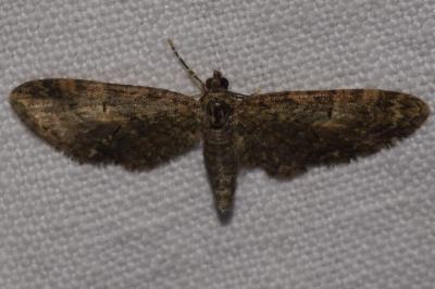 <i>Eupithecia abbreviata</i>
