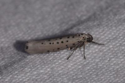 <i>Yponomeuta sedella</i>