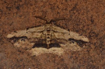 <i>Menophra abruptaria</i>