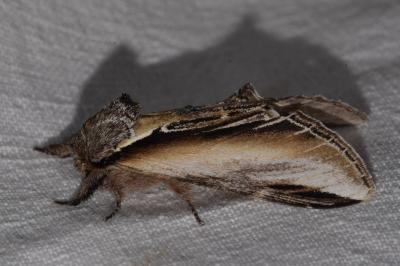 <i>Pheosia tremula</i>